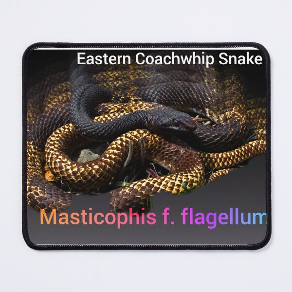 Item preview, Eastern Coachwhip Snake #3 designed and sold by StrangeFetish.