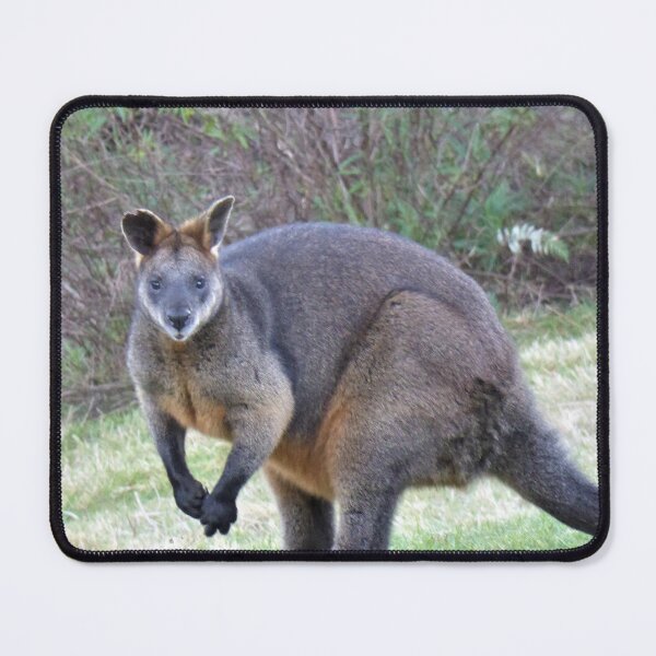 Item preview, Wallaby, Bega Valley, NSW, Australia designed and sold by Cobargo South Coast.