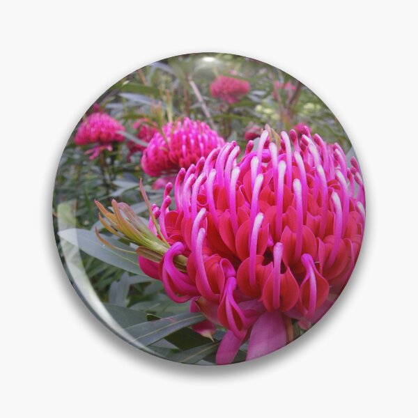Item preview, Waratah (Telopea), NSW, Australia designed and sold by Cobargo South Coast.