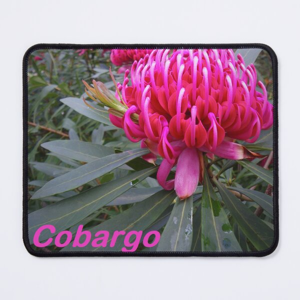 Item preview, Waratah (Telopea), NSW, Australia designed and sold by Cobargo South Coast.