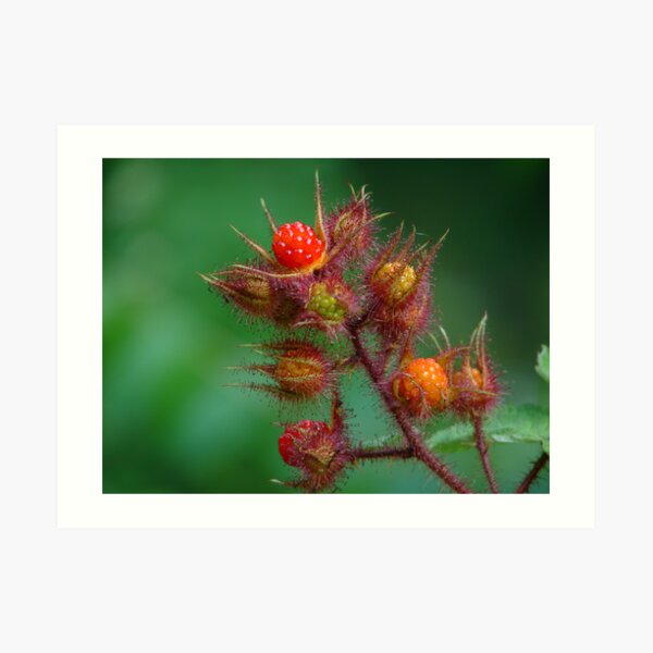 Southeast Kentucky Wild Mountain Raspberry Art Print