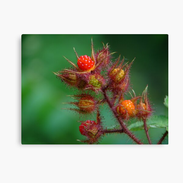 Southeast Kentucky Wild Mountain Raspberry Canvas Print
