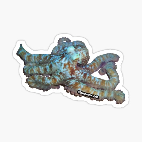 Squid Octopus Tentacle Ink Calamari Ocean Oracle' Sticker