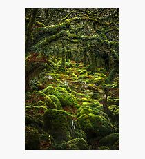 Wistman's Wood Photographic Print