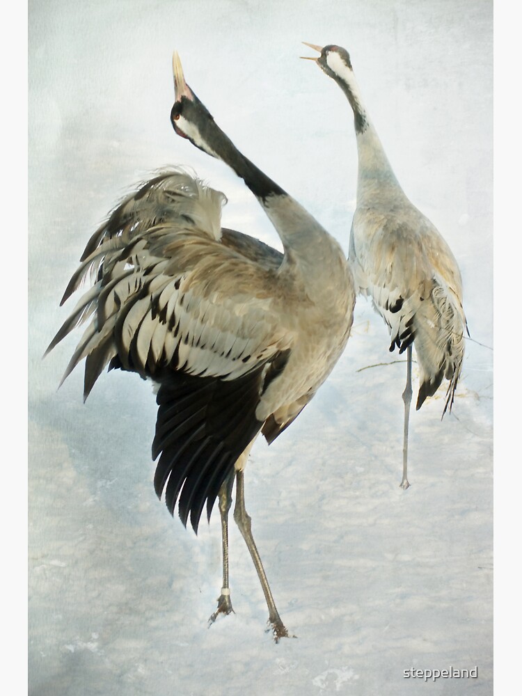Thumbnail 3 of 3, Sticker, The Dance of the Cranes - 2 of 2 designed and sold by steppeland.