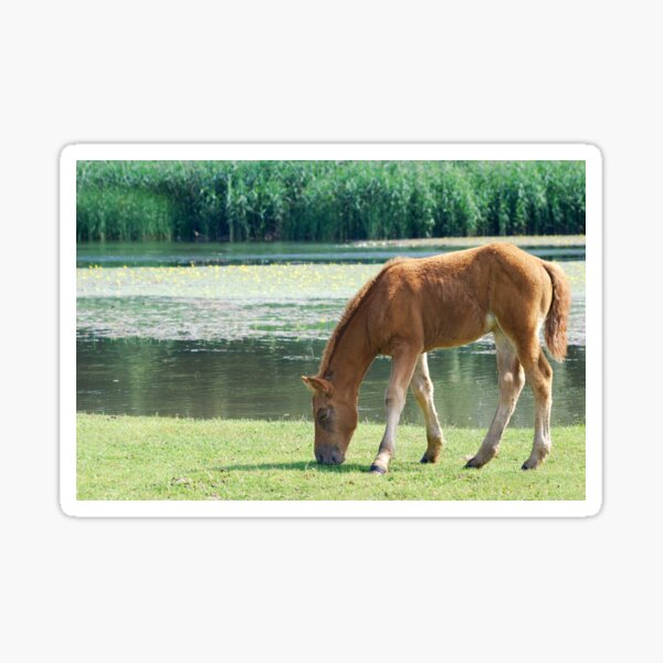 Brown horse foal on pasture Sticker