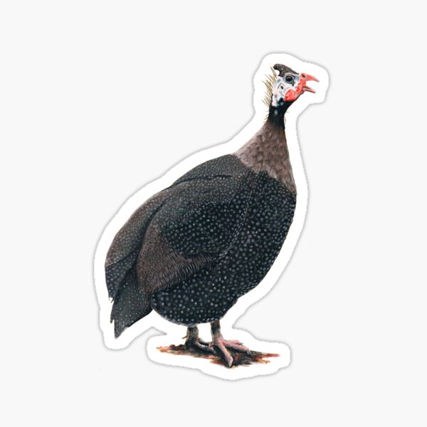 Item preview, Guinea fowl - Guinea Fowl designed and sold by Pitema.