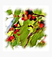 BERRIES ORTON Photographic Print
