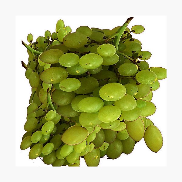 Item preview, GREEN GRAPES HARVEST designed and sold by sharlesart.