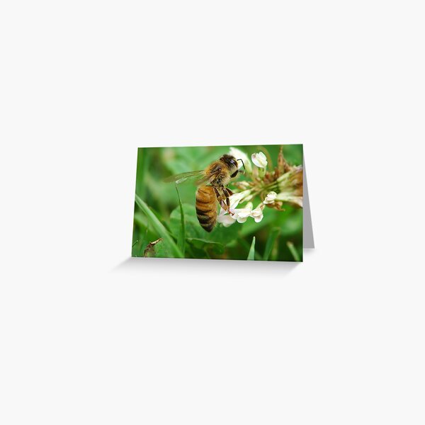 Honey Bee Feast of the Clover Greeting Card
