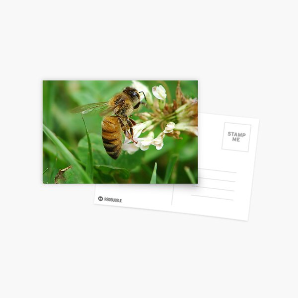 Honey Bee Feast of the Clover Postcard