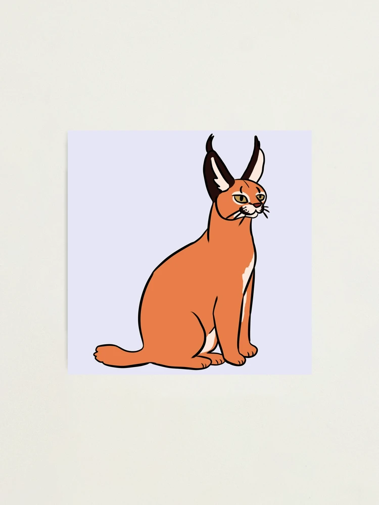 Caracal 