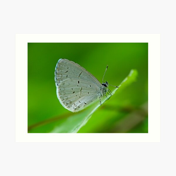 Tiny Butterfly Art Print