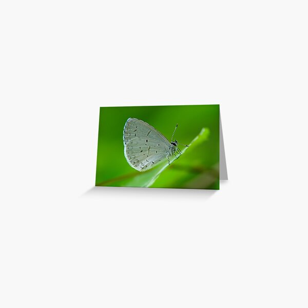 Tiny Butterfly Greeting Card