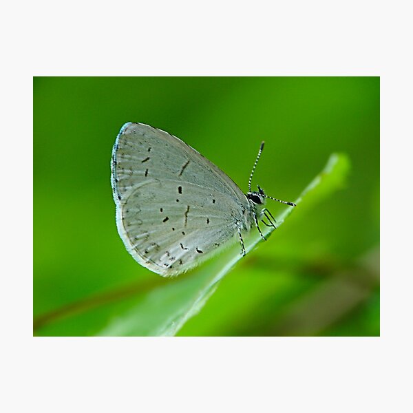 Tiny Butterfly Photographic Print