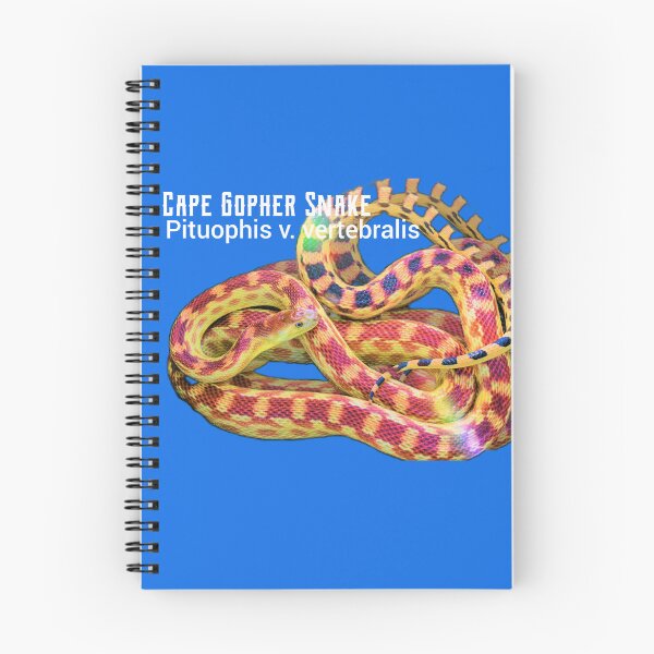 Aperçu de l'œuvre Cape Gopher Snake Pituophis v vertebralis créée et vendue par StrangeFetish.