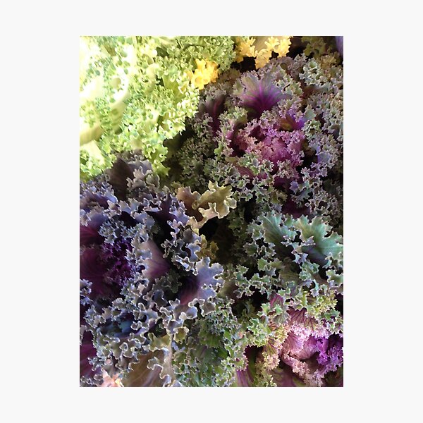 Item preview, cabbage designed and sold by GraphiChris.