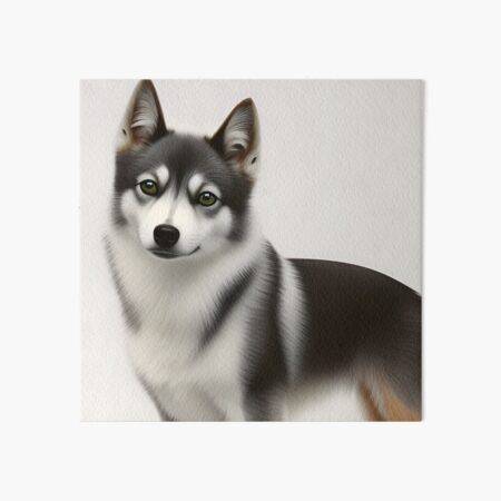 AI generative Alaskan Klee Kai breed dog isolated on a white background  27537240 Stock Photo at Vecteezy