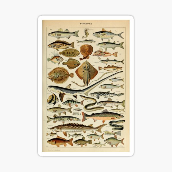 Item preview, Fish (1897-1904) - Nouveau Larousse illustré designed and sold by SALON DES ARTS.