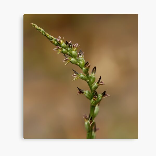 Item preview, Leek Orchid - Prasophyllum fitzgeraldii designed and sold by LeeoPhotography.