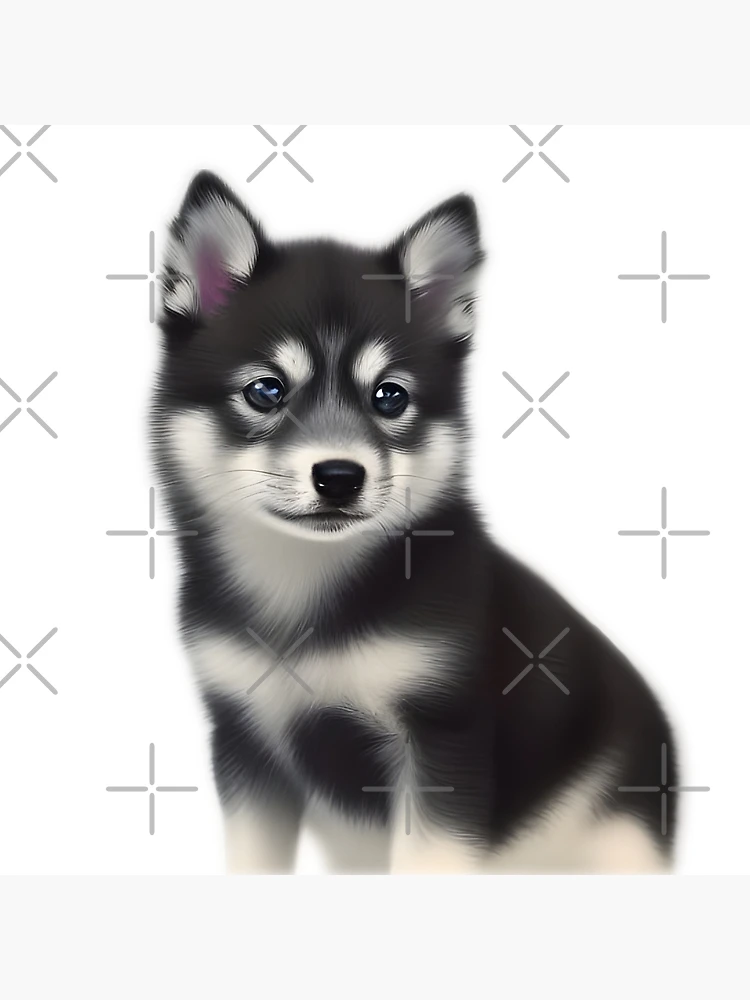 AI generative Alaskan Klee Kai breed dog isolated on a white background  27537240 Stock Photo at Vecteezy