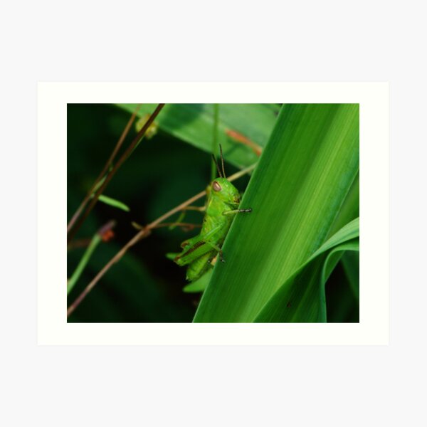 Green Grasshopper Art Print