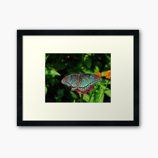 Battle Scarred Butterfly Framed Art Print