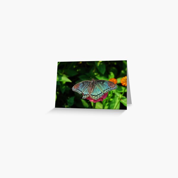 Battle Scarred Butterfly Greeting Card