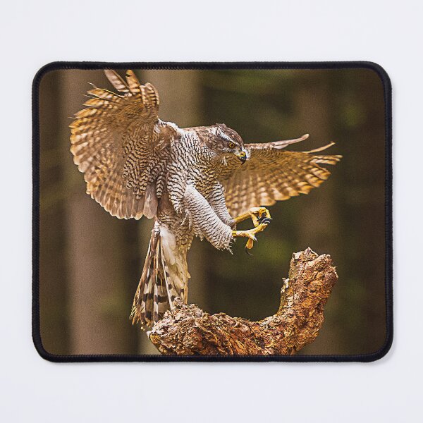 Item preview, Northern Goshawk I designed and sold by Alius Imago.