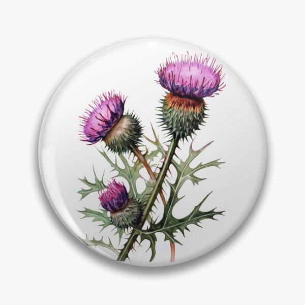 Item preview, Scottish thistle flowers designed and sold by iclipart.