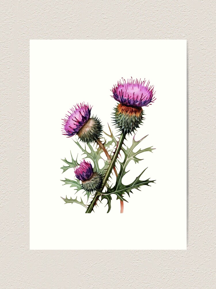 Scottish thistle flowers Art Print for Sale by iclipart