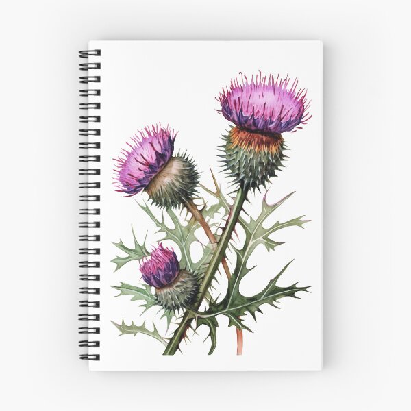 Item preview, Scottish thistle flowers designed and sold by iclipart.