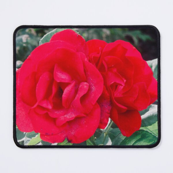 Item preview, Two Red Roses designed and sold by Shulie1.