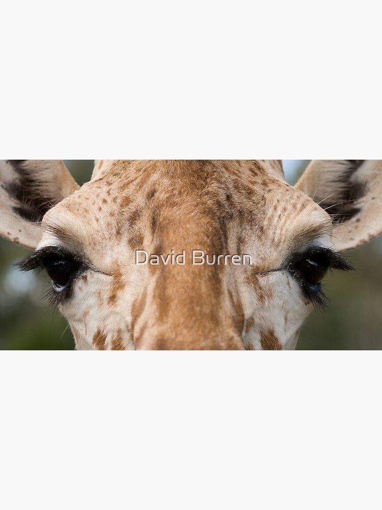 Giraffe Stare by DavidBurren