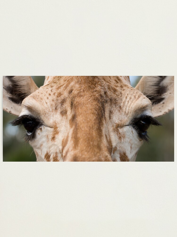 Alternate view of Giraffe Stare Photographic Print