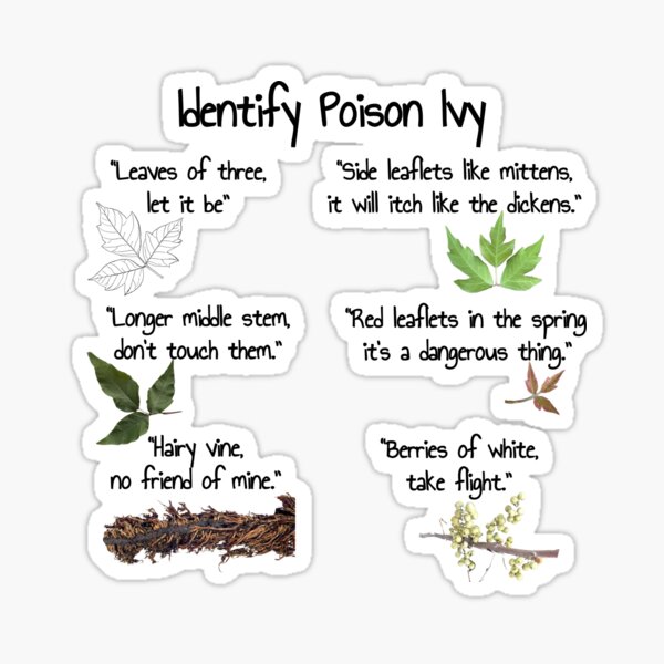 identify-poison-ivy-plant-poison-ivy-rhyme-camping-shirt-toxicodendron-radicans-sticker