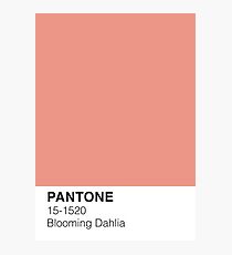 Blooming Dahlia Pantone Photographic Print