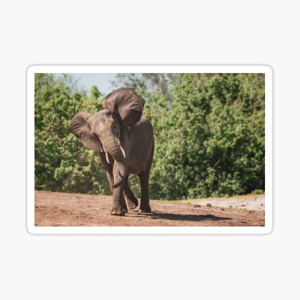 Vista previa del artículo con la obra «elefante, funcionamiento, botswana, áfrica», diseñado y vendido por PhotoArt by Joan Carroll.