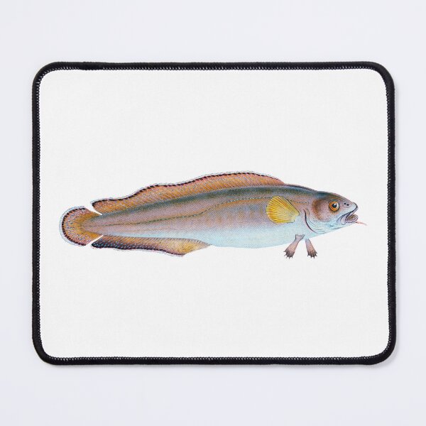 Item preview, Diminutive Sucker from The Natural History of British Fishes Vintage Fish designed and sold by AmethystMurad.