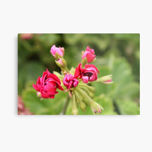 Unfolding petals Metal Print