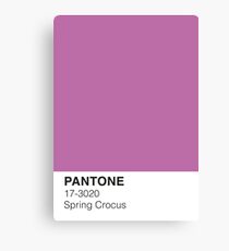 Spring Crocus Pantone Canvas Print