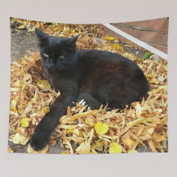 Item preview, #274 |☼| "Leaf Me Alone!" - Alfie (Cats) designed and sold by Naean H.F. (Nez Man).