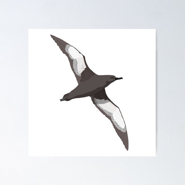 Item preview, Sooty Shearwater designed and sold by BennuBirdy.