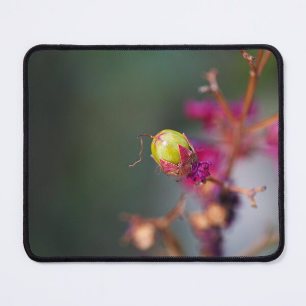 Item preview, Crepe Myrtle Green Fruit designed and sold by Joy Watson - Natural Light Photography .