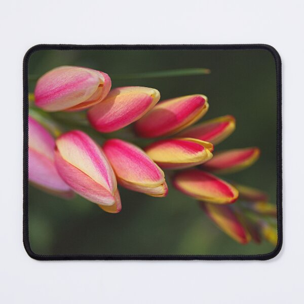 Item preview, African Corn Lily Flows Down designed and sold by Joy Watson - Natural Light Photography .