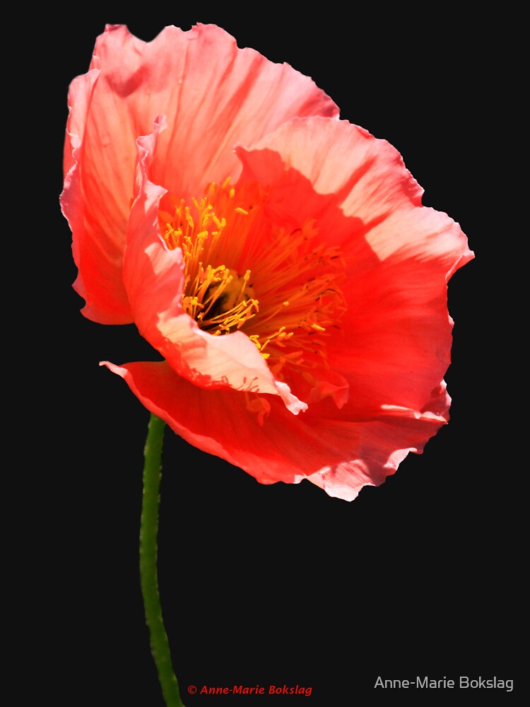 Poppy by amb1946