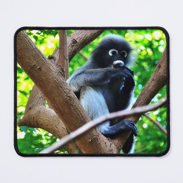 Item preview, Thailand - Khao Sam Roi Yot National Park, spectacled monkey designed and sold by franck380.