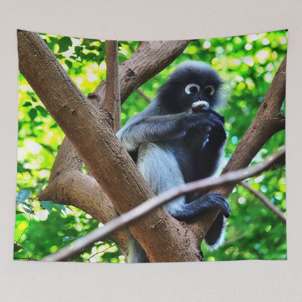 Item preview, Thailand - Khao Sam Roi Yot National Park, spectacled monkey designed and sold by franck380.