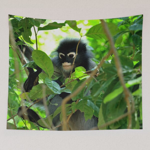 Item preview, Thailand - Khao Sam Roi Yot National Park, spectacled monkey designed and sold by franck380.