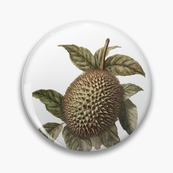 Item preview, vintage botanical cutout of a durian fruit designed and sold by EmeraldeaArt.